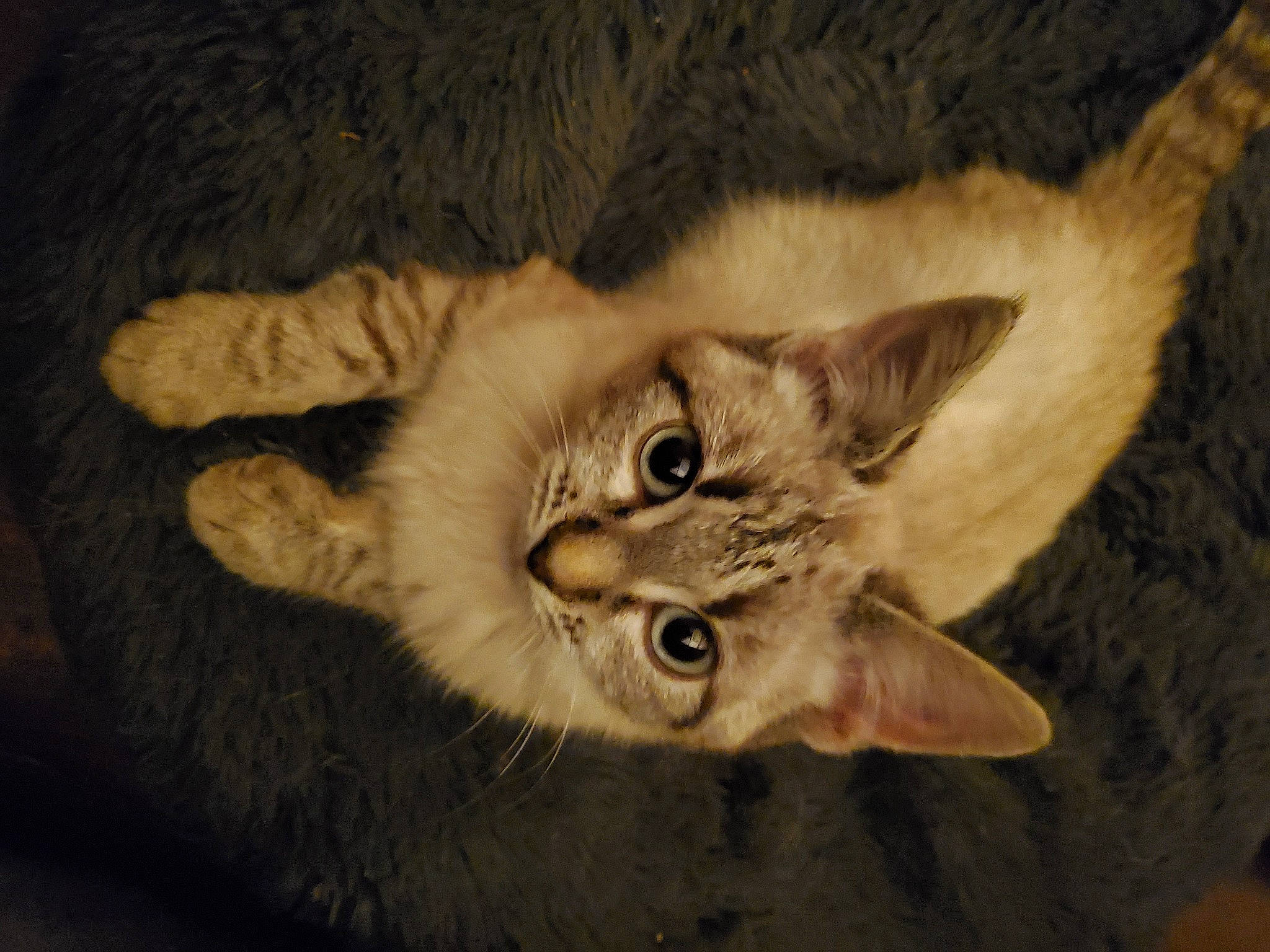 Myriam a rejoint le concours — aidez-le/la à gagner de superbes lots ! birman, carnivore, cat, claw, darkness, domestic_short_haired_cat, ear, fawn, felidae, fur, paw, small_to_medium_sized_cats, snout, tail, whiskers, wildlife