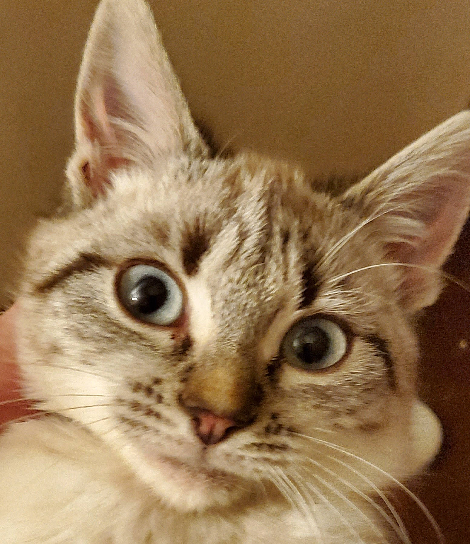 Myriam participe au concours pour gagner de l'argent avec cette photo : carnivore, cat, close_up, domestic_short_haired_cat, ear, fawn, felidae, fur, iris, paw, small_to_medium_sized_cats, snout, whiskers