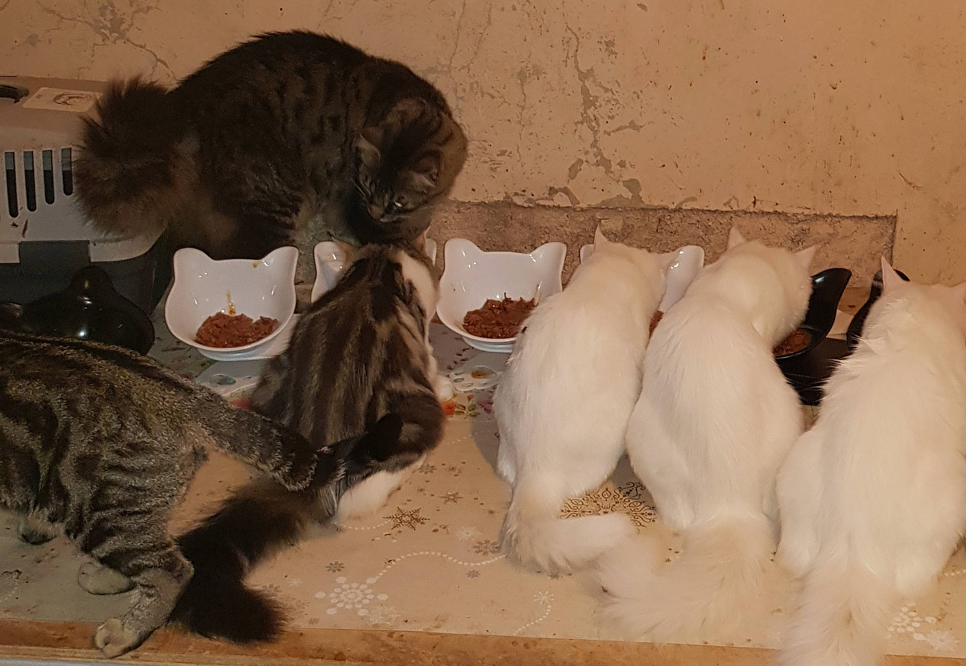 Ludwig participe au concours pour gagner de l'argent avec cette photo : beige, bird, carnivore, cat, domestic_short_haired_cat, fawn, feather, felidae, fowl, fur, livestock, mammal, poultry, small_to_medium_sized_cats, snout, tail, vertebrate, whiskers