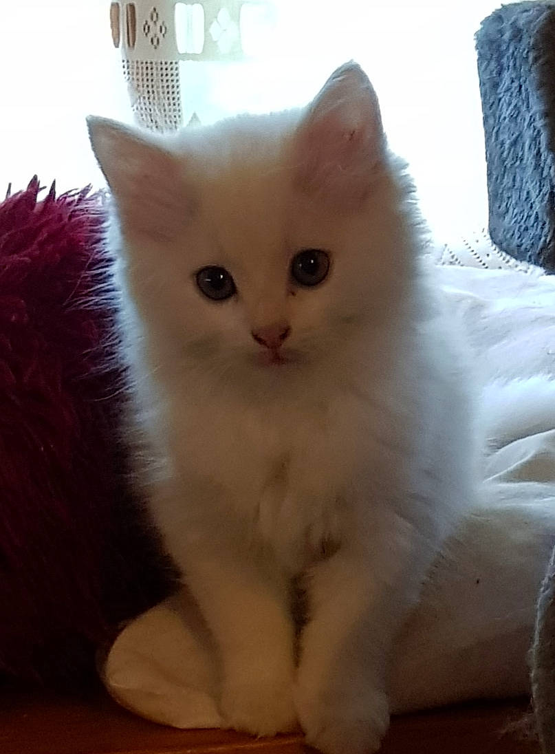 Ludwig participe au concours pour gagner de l'argent avec cette photo : carnivore, cat, felidae, fur, iris, kitten, paw, small_to_medium_sized_cats, snout, toe, turkish_angora, vertebrate, whiskers