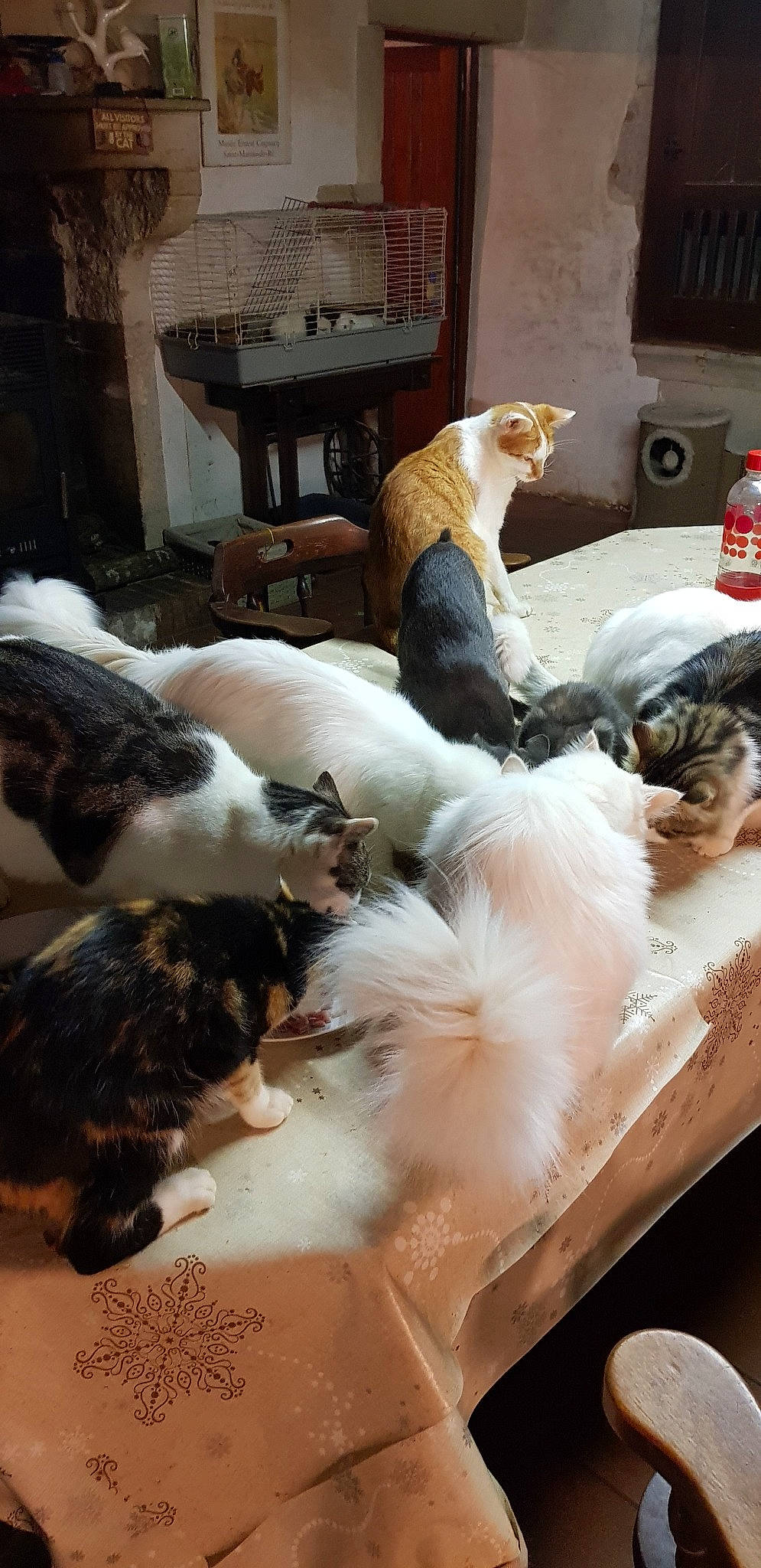 Ludwig participe au concours pour gagner de l'argent avec cette photo : carnivore, cat, claw, domestic_short_haired_cat, felidae, fur, organism, paw, small_to_medium_sized_cats, snout, tail, vertebrate, whiskers