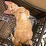 animal, basket, black_basket, cat, cute, domestic_cat, floor, fur, indoor, kitten, lying_down, orange_tabby, patterned_floor, paw, pet, relaxed, resting, sleepy, small, wall