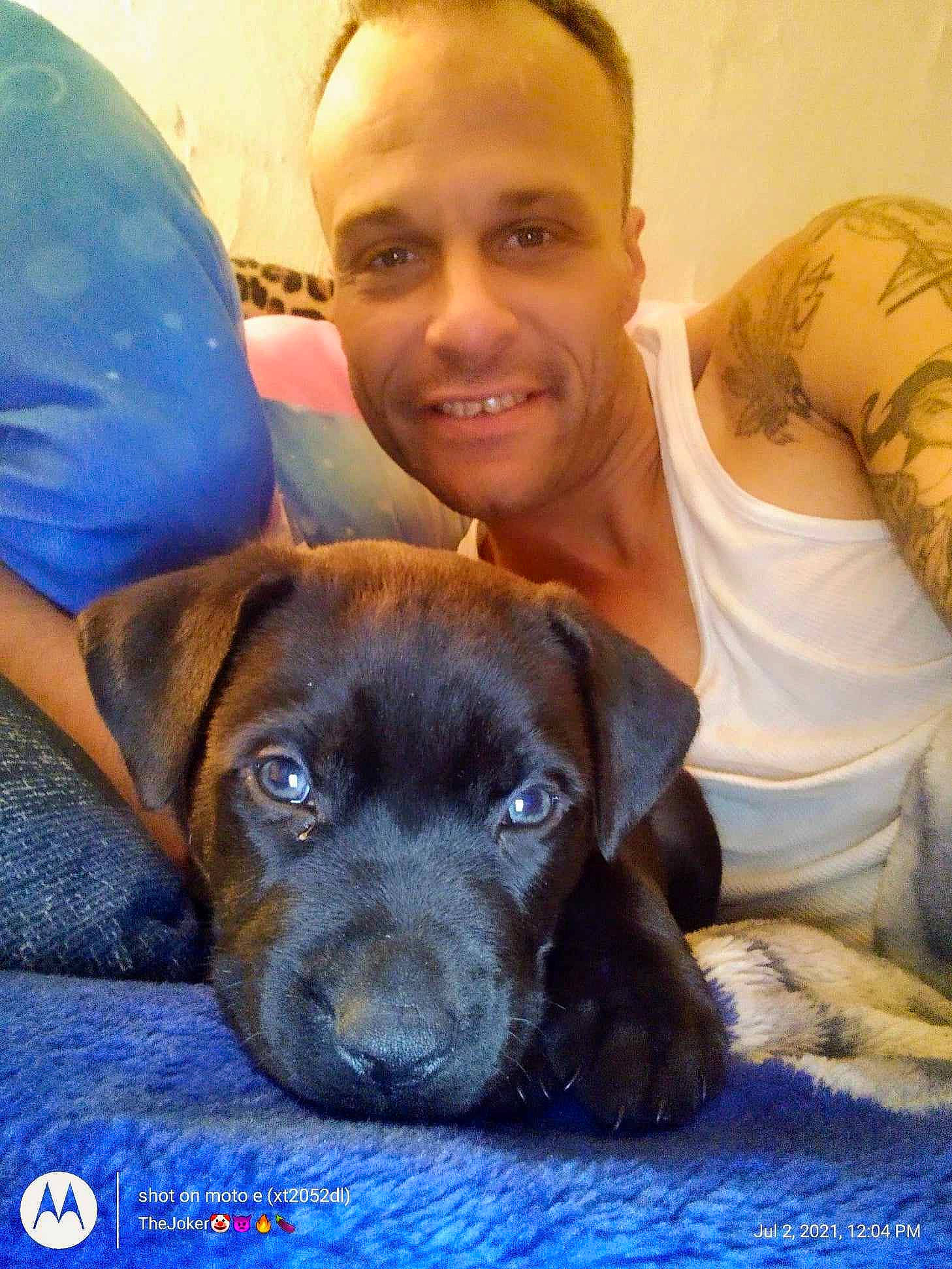 Smokey is registered to the contest to win money with this photo: canidae, carnivore, companion_dog, dog, dog_breed, eye, fawn, fur, guard_dog, happy, hat, head, liver, sitting, smile, snout, sporting_group, t_shirt, whiskers, working_animal