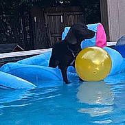 Sassy Mae is registered to the contest to win money with this photo: animal, backyard, black_dog, canine, daylight, dog, fence, float, floating, inflatable, leisure, outdoor, pet, playing, pool, recreation, summer, trees, water, yellow_ball