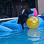 animal, backyard, black_dog, canine, daylight, dog, fence, float, floating, inflatable, leisure, outdoor, pet, playing, pool, recreation, summer, trees, water, yellow_ball