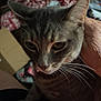 animal, blanket, cat, close_up, comfort, companion, cozy, cute, domestic_animal, ears, eyes, feline, fur, gray_tabby, hand, indoor, mammal, pet, relaxation, whiskers