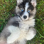 Atao a rejoint le concours — aidez-le/la à gagner de superbes lots ! puppy, dog, grass, blue_eyes, fluffy, cute, animal, pet, outdoor, lying_down, fur, nature, young, adorable, canine, mammal, playful, relaxed, close_up, summer