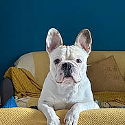 Iago a rejoint le concours — aidez-le/la à gagner de superbes lots ! dog, french_bulldog, pet, indoor, couch, blanket, yellow, blue_wall, framed_picture, ears, face, fur, looking, relaxed, home, cozy, animal, paw, portrait, furniture