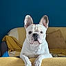 dog, french_bulldog, pet, indoor, couch, blanket, yellow, blue_wall, framed_picture, ears, face, fur, looking, relaxed, home, cozy, animal, paw, portrait, furniture