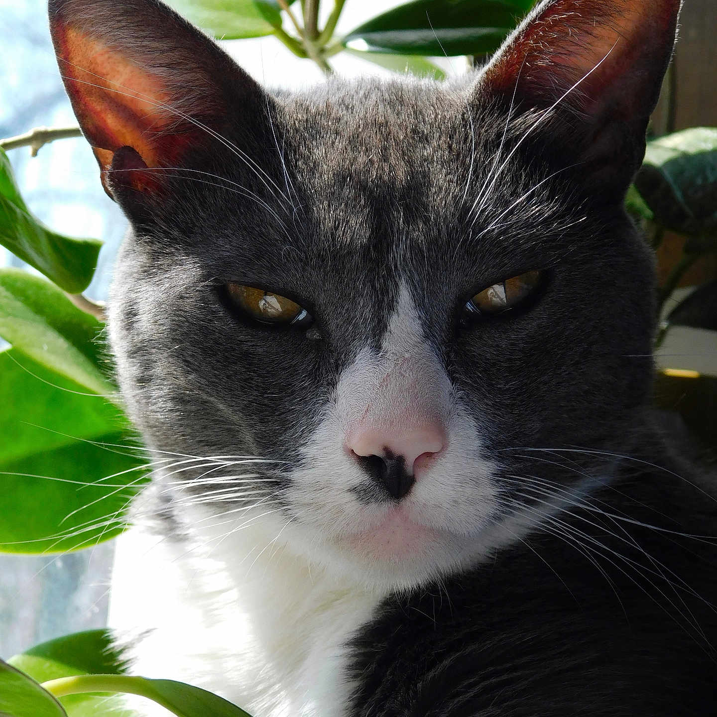 Ace Anderson joined the competition — help win amazing prizes! cat, close_up, gray_cat, white_fur, whiskers, ears, nose, plant, green_leaves, sunlight, outdoor, animal, pet, feline, nature, relaxing, portrait, daylight, eyes, fur
