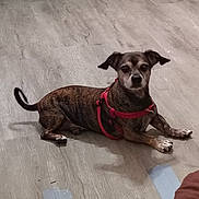 Jax is registered to the contest to win money with this photo: dog, brindle, red_harness, pet, floor, wooden_floor, indoor, animal, canine, lying_down, looking, ears, tail, small_dog, domestic_animal, fur, paws, alert, companion, cute