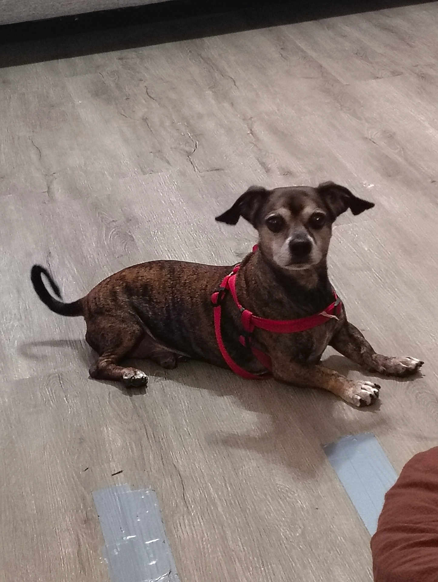 Jax is registered to the contest to win money with this photo: dog, brindle, red_harness, pet, floor, wooden_floor, indoor, animal, canine, lying_down, looking, ears, tail, small_dog, domestic_animal, fur, paws, alert, companion, cute