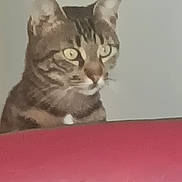 Tigrou participe au concours pour gagner de l'argent avec cette photo : cat, tabby, pet, animal, curious, indoor, feline, whiskers, ears, eyes, face, fur, domestic, looking, alert, red_surface, background, closeup, portrait, mammal