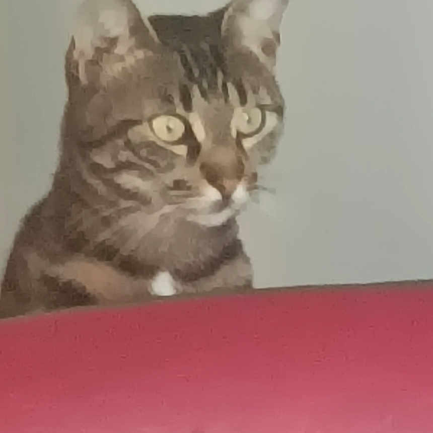 Tigrou participe au concours pour gagner de l'argent avec cette photo : alert, animal, background, cat, closeup, curious, domestic, ears, eyes, face, feline, fur, indoor, looking, mammal, pet, portrait, red_surface, tabby, whiskers