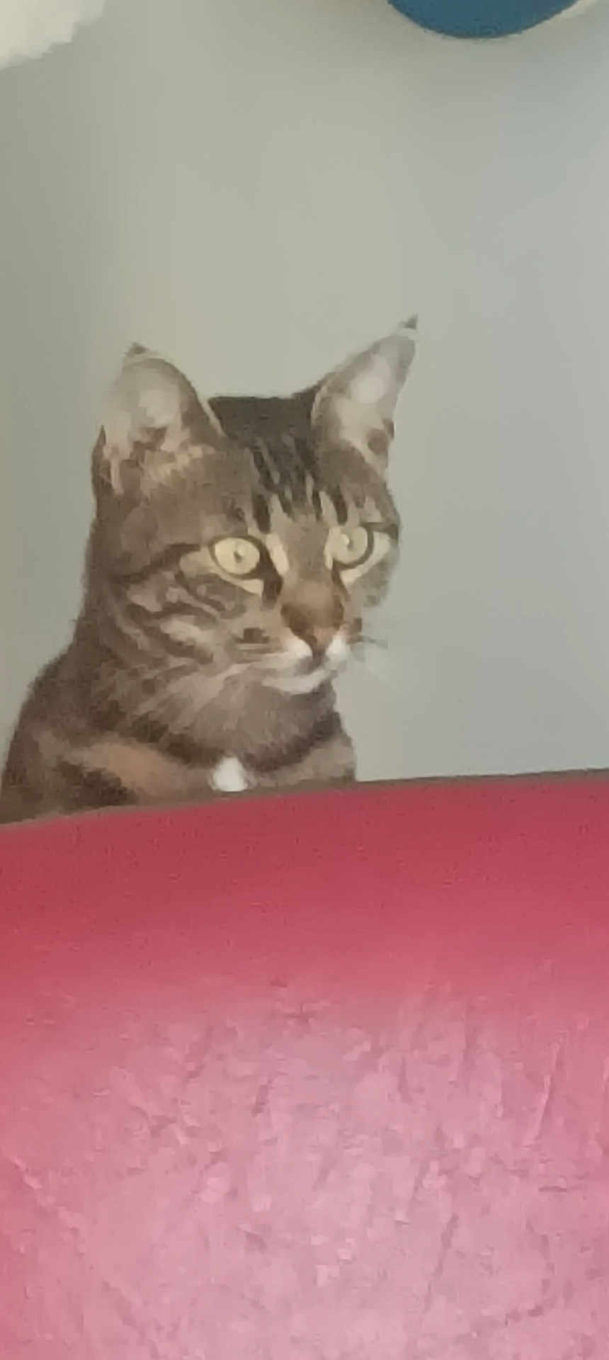 Tigrou participe au concours pour gagner de l'argent avec cette photo : cat, tabby, pet, animal, curious, indoor, feline, whiskers, ears, eyes, face, fur, domestic, looking, alert, red_surface, background, closeup, portrait, mammal