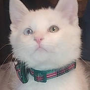 Snowball joined the competition — help win amazing prizes! kitten, cat, white_fur, heterochromia, collar, plaid, pet, indoor, feline, cute, young, animal, whiskers, ears, nose, curious, domestic, soft_fur, closeup, portrait