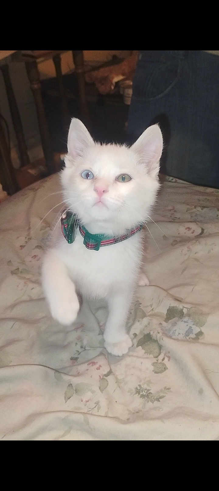 Snowball joined the competition — help win amazing prizes! kitten, cat, white_cat, heterochromia, blue_eye, green_eye, collar, plaid, paw, indoor, bed, blanket, fluffy, pet, cute, animal, feline, young_cat, domestic_cat, curious