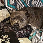 Zandy joined the competition — help win amazing prizes! dog, resting, pillow, love, blanket, couch, pattern, cozy, sleepy, pet, indoor, comfort, furniture, animal, closeup, relaxing, brown, fabric, home, snuggle