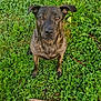 dog, brindle, grass, outdoor, nature, pet, animal, greenery, clover, canine, mammal, sitting, fur, ears, alert, ground, natural, plant, looking_up, daylight