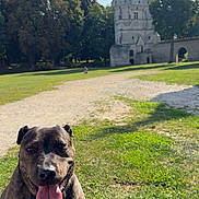 Bella participe au concours pour gagner de l'argent avec cette photo : dog, grass, sunny, daytime, castle, tower, trees, park, animal, pet, tongue_out, outdoor, nature, smiling, mammal, brown_coat, canine, happy, landscape, historic_building