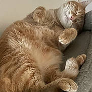 Memphis participe au concours pour gagner de l'argent avec cette photo : cat, orange_tabby, sleeping, cozy, feline, pet, fur, whiskers, paws, nap, domestic_cat, resting, indoor, cute, relaxed, bed, soft, closeup, animal, cute_pet