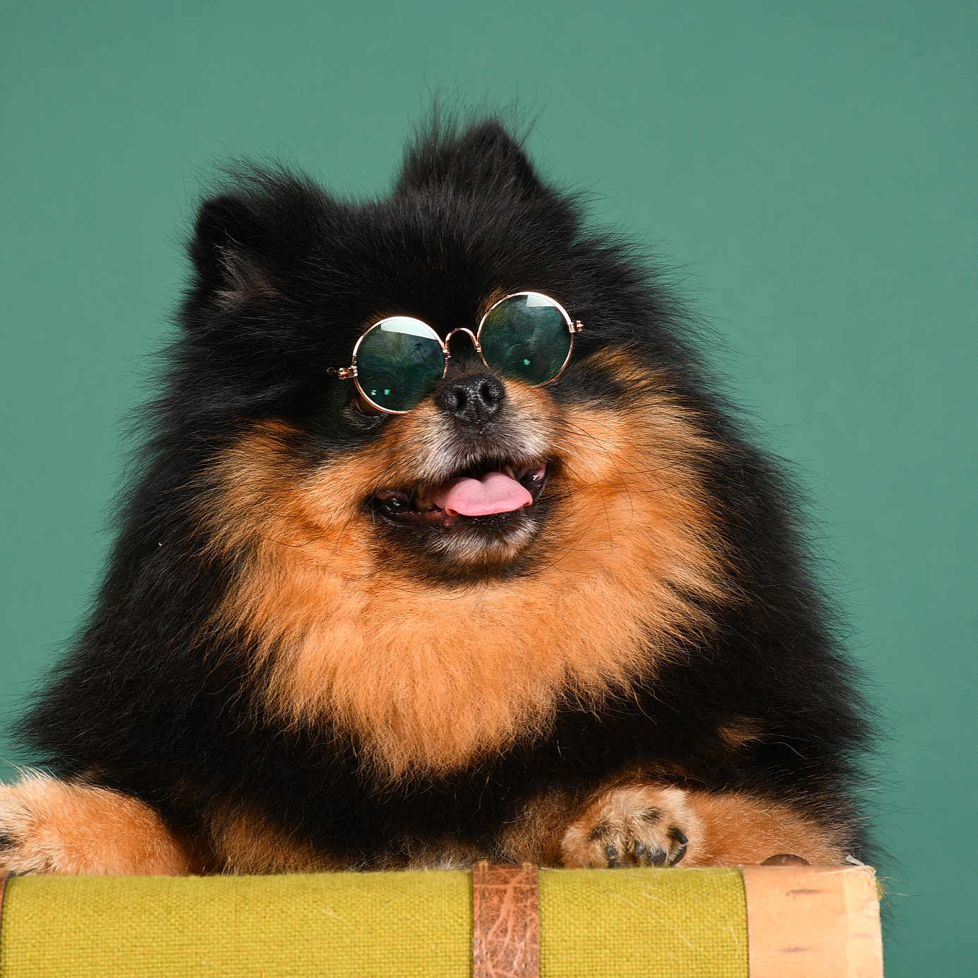 Hades a rejoint le concours — aidez-le/la à gagner de superbes lots ! accessories, animal, bodypart, canine, cat, chow, cockerspaniel, collie, dog, germanshepherd, manx, mouth, papillon, person, pet, puppy, sphere, sunglasses, terrier, tongue