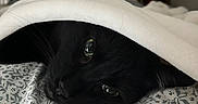 Rubis participe au concours pour gagner de l'argent avec cette photo : cat, black_cat, blanket, bed, bedspread, floral_pattern, indoor, resting, pet, cozy, curious, animal, feline, whiskers, soft, comfort, sleepy, domestic, quiet, nap