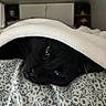 cat, black_cat, blanket, bed, bedspread, floral_pattern, indoor, resting, pet, cozy, curious, animal, feline, whiskers, soft, comfort, sleepy, domestic, quiet, nap