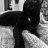 Rubis participe au concours pour gagner de l'argent avec cette photo : black_cat, cat, pet, indoor, blanket, texture, feline, animal, cozy, looking_up, whiskers, black_and_white, bookshelf, home, curious, relaxed, paw, fur, domestic_cat, close_up