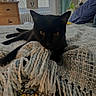 Rubis participe au concours pour gagner de l'argent avec cette photo : black_cat, cat, animal, pet, bed, blanket, tassels, yellow_eyes, furniture, window, curtain, indoor, cozy, resting, texture, wooden_drawer, radiator, pillow, home, relaxation