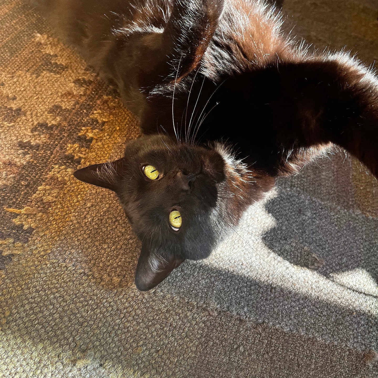 Rubis a rejoint le concours — aidez-le/la à gagner de superbes lots ! black_cat, cat, pet, animal, feline, yellow_eyes, sunlight, shadow, carpet, texture, indoor, relaxed, playful, fur, whiskers, close_up, laying_down, home, cozy, resting