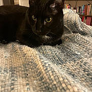 Rubis a rejoint le concours — aidez-le/la à gagner de superbes lots ! black_cat, cat, pet, indoor, blanket, textured_blanket, bookshelf, books, furniture, cozy, green_eyes, animal, mammal, domestic_cat, curious, resting, closeup, warm_lighting, home, background