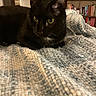 black_cat, cat, pet, indoor, blanket, textured_blanket, bookshelf, books, furniture, cozy, green_eyes, animal, mammal, domestic_cat, curious, resting, closeup, warm_lighting, home, background
