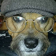 Moses joined the competition — help win amazing prizes! dog, glasses, hat, beard, costume, pet, closeup, face, brown_fur, black_nose, indoor, resting, portrait, animal, funny, headwear, eyewear, muzzle, whiskers, casual
