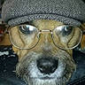 dog, glasses, hat, beard, costume, pet, closeup, face, brown_fur, black_nose, indoor, resting, portrait, animal, funny, headwear, eyewear, muzzle, whiskers, casual