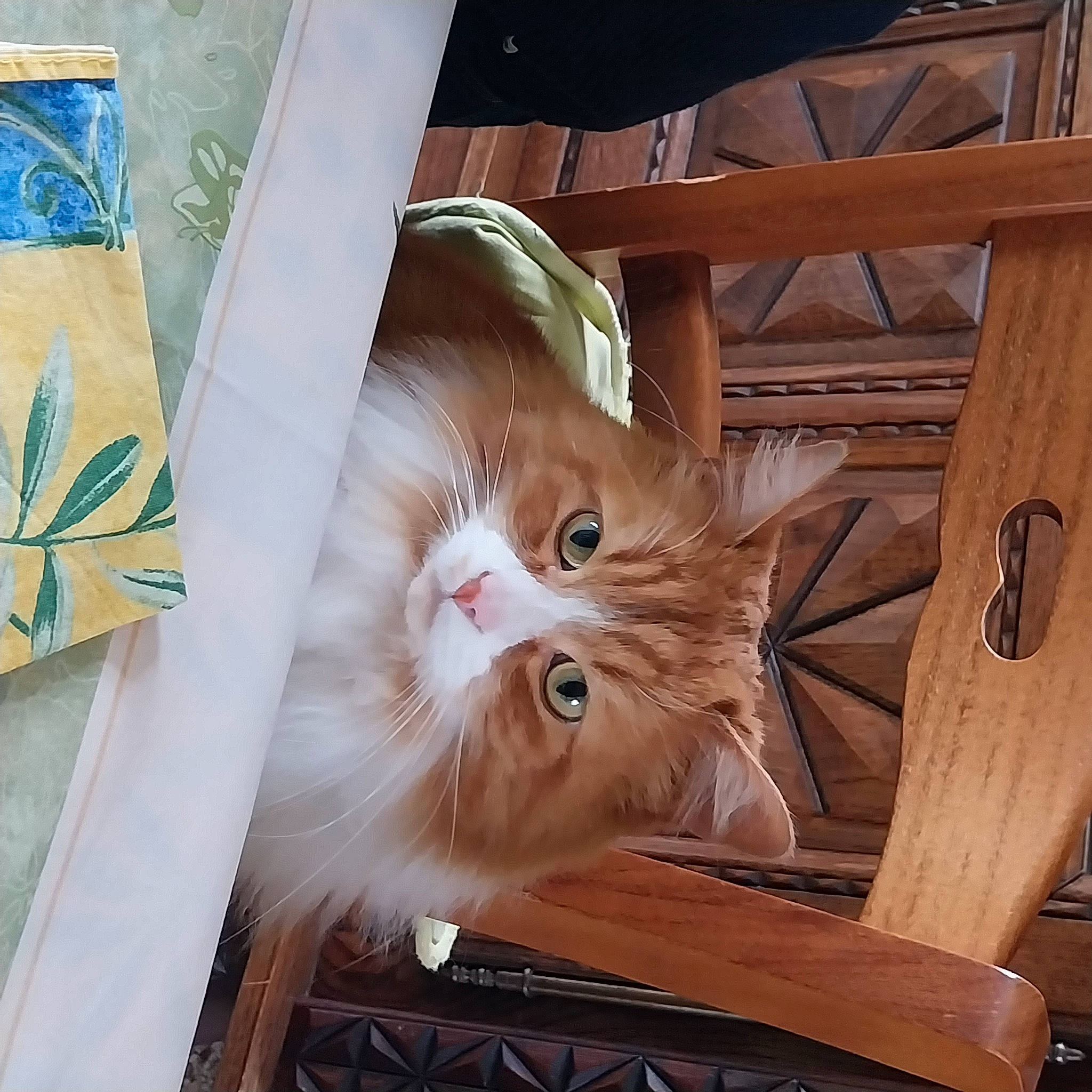 Simba a rejoint le concours — aidez-le/la à gagner de superbes lots ! box, carnivore, cat, claw, domestic_short_haired_cat, fawn, felidae, fur, glass, hardwood, pattern, paw, small_to_medium_sized_cats, snout, tail, varnish, whiskers, wood, wood_stain