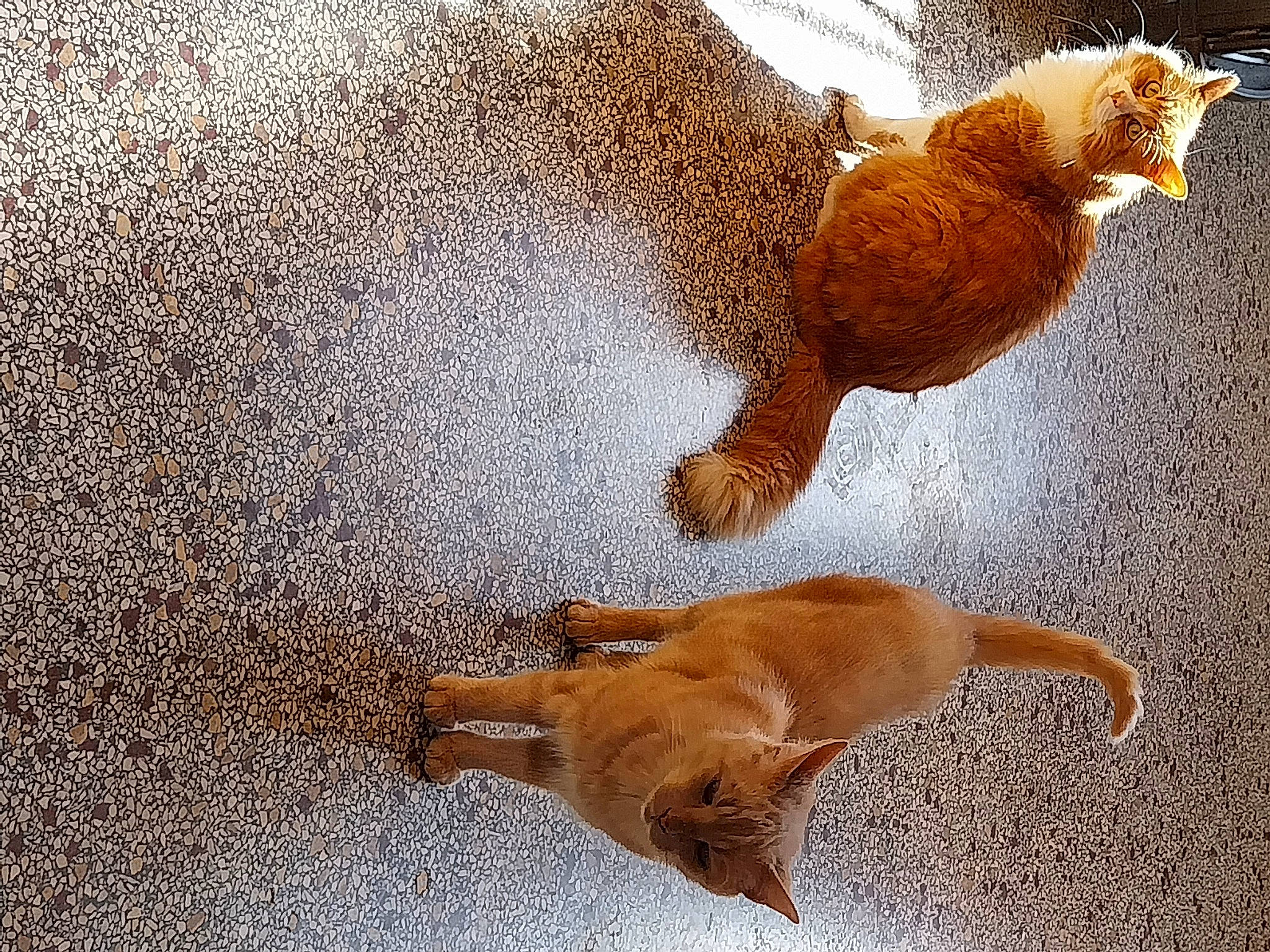 Mes Chats Bouba Et Simba