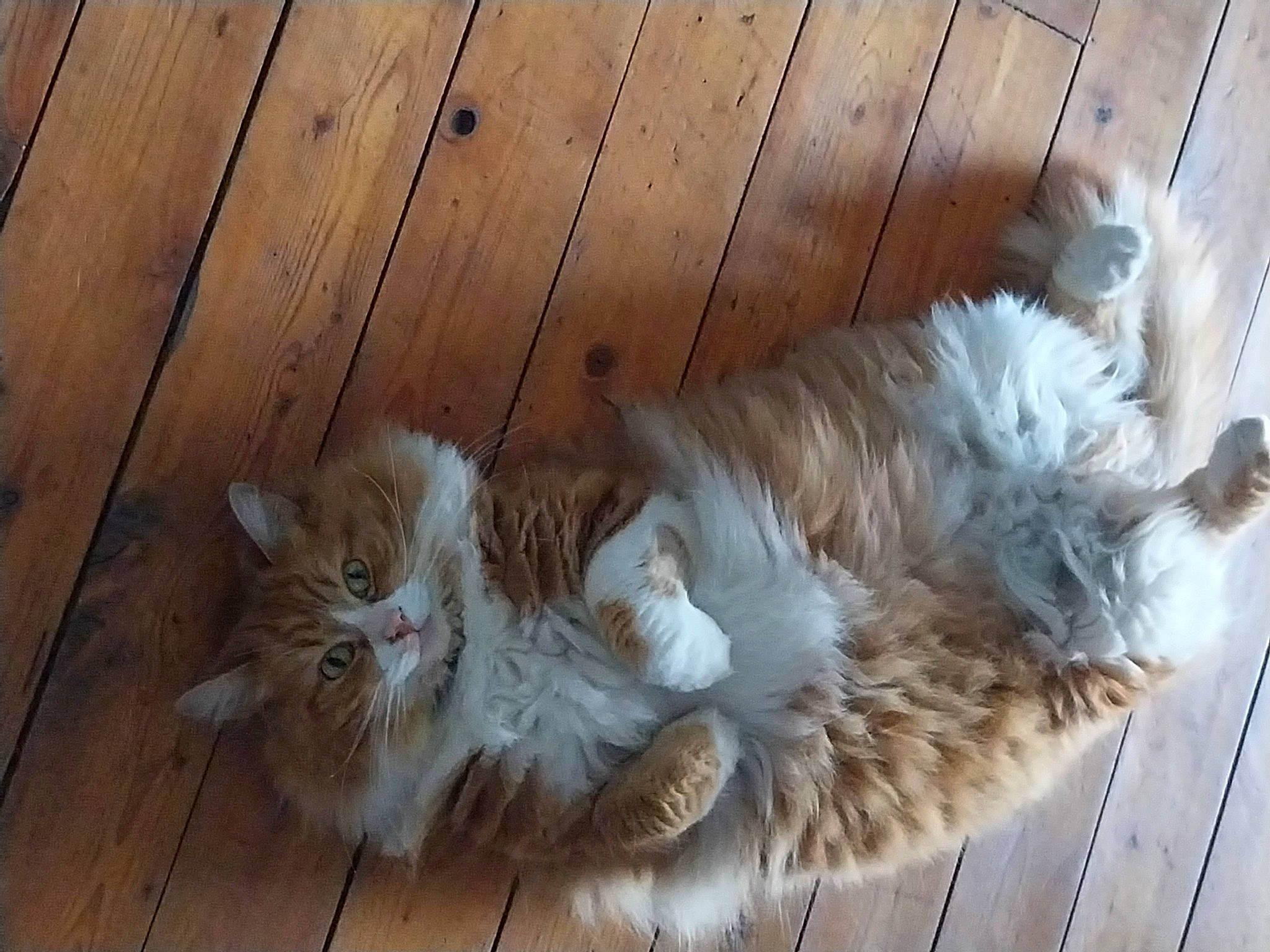 Simba participe au concours pour gagner de l'argent avec cette photo : carnivore, cat, claw, comfort, companion_dog, dog_breed, fawn, felidae, flooring, fur, hardwood, paw, ragdoll, small_to_medium_sized_cats, snout, tail, terrestrial_animal, whiskers, wood, wood_stain