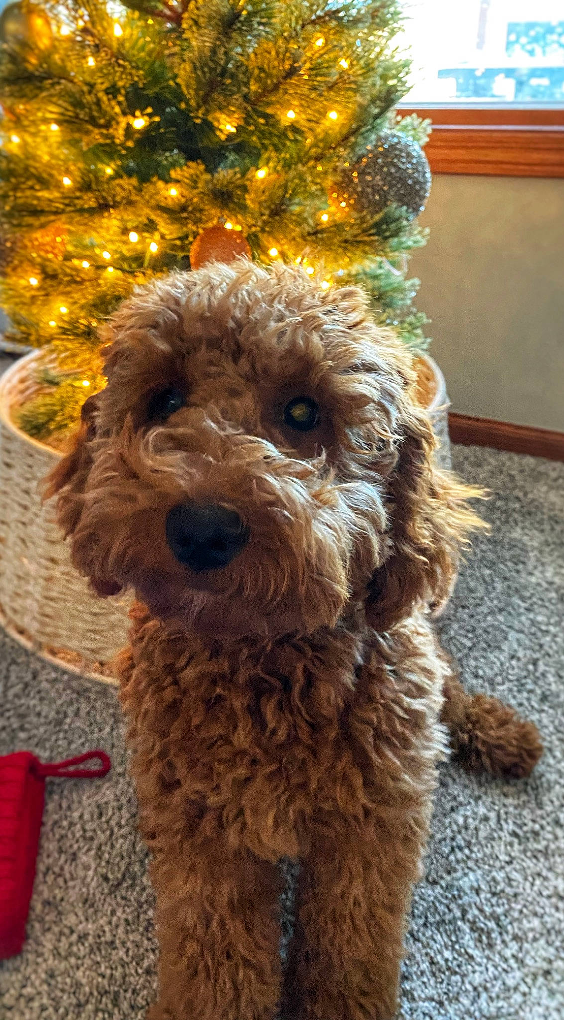 Huckleberry joined the competition — help win amazing prizes! canidae, carnivore, christmas_tree, collar, companion_dog, dog, dog_breed, dog_collar, dog_supply, event, fur, small_terrier, snout, sporting_group, terrier, toy_dog, water_dog, welsh_terrier, working_animal, yorkipoo