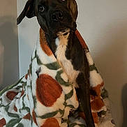 Bubba joined the competition — help win amazing prizes! animal, bed, black, blanket, brown, comfortable, cozy, curious, dog, expression, fur, head_tilt, indoor, patterned_blanket, pet, portrait, sitting, wall, warm, white