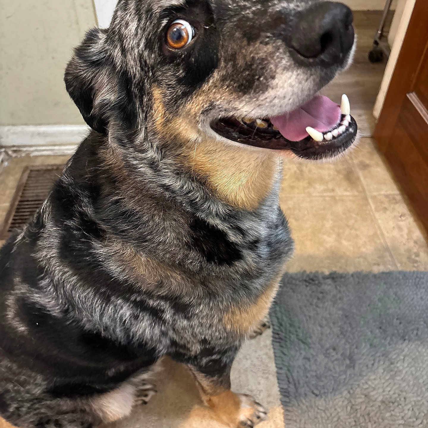 Rocky is registered to the contest to win money with this photo: brown_eyes, canine, dog, door, ears, floor, fur, happy, home, indoor, looking_up, paw, pet, rug, smiling, snout, teeth, tile, tongue, wall