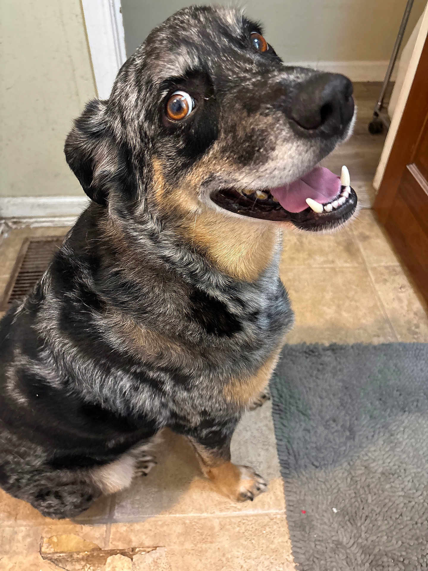 Rocky is registered to the contest to win money with this photo: dog, happy, smiling, indoor, floor, tile, rug, brown_eyes, fur, pet, canine, tongue, teeth, looking_up, ears, snout, paw, door, wall, home
