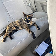 Mila joined the competition — help win amazing prizes! cat, tortoiseshell_cat, car_interior, backseat, beige_seat, seatbelt, paper, floor_mat, relaxed, pet, animal, feline, domestic_cat, yellow_eyes, stretching, casual, indoor, vehicle, seat, messy