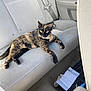 cat, tortoiseshell_cat, car_interior, backseat, beige_seat, seatbelt, paper, floor_mat, relaxed, pet, animal, feline, domestic_cat, yellow_eyes, stretching, casual, indoor, vehicle, seat, messy