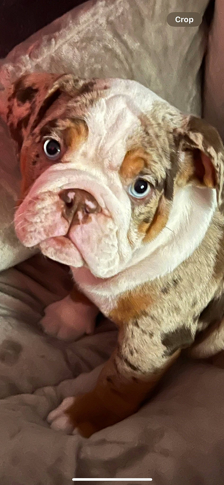 Prada joined the competition — help win amazing prizes! ancient_dog_breeds, bulldog, canidae, carnivore, collar, companion_dog, dog, dog_breed, dog_collar, fawn, non_sporting_group, peach, snout, sporting_group, terrestrial_animal, toy_dog, whiskers, white_english_bulldog, working_animal, wrinkle