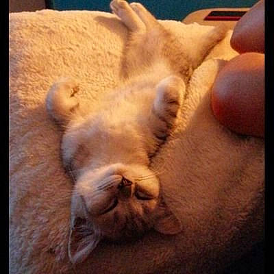 Akina a rejoint le concours — aidez-le/la à gagner de superbes lots ! carnivore, cat, cloud, comfort, companion_dog, dog_breed, fawn, felidae, finger, foot, gesture, human_leg, nail, paw, sky, small_to_medium_sized_cats, snout, tail, whiskers, wood