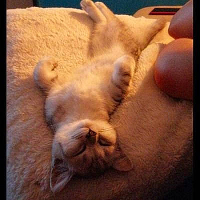 Akina a rejoint le concours — aidez-le/la à gagner de superbes lots ! carnivore, cat, cloud, comfort, companion_dog, dog_breed, fawn, felidae, finger, foot, gesture, mammal, nail, sky, small_to_medium_sized_cats, snout, sporting_group, tail, whiskers, wood