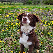 Aurora joined the competition — help win amazing prizes! dog, field, flowers, dandelions, grass, collar, outdoor, nature, spring, trees, sky, clouds, brown_dog, white_dog, sitting, animal, pet, canine, wildflowers, background_dog