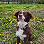 dog, field, flowers, dandelions, grass, collar, outdoor, nature, spring, trees, sky, clouds, brown_dog, white_dog, sitting, animal, pet, canine, wildflowers, background_dog