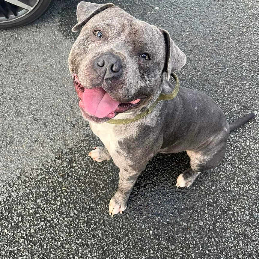 Blue is registered to the contest to win money with this photo: alloywheel, animal, boxer, bulldog, canine, car, carwheel, dog, frenchbulldog, machine, pet, pitbull, pug, puppy, road, spoke, tire, transportation, vehicle, wheel